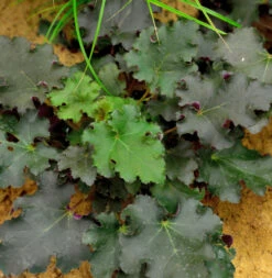 Purpurglöckchen Purple Petticoats - Großer Topf - Heuchera Micrantha