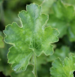Purpurglöckchen White Cloud - Heuchera Sanguinea
