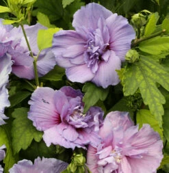 Garteneibisch Blue Chiffon 60-80cm - Hibiscus