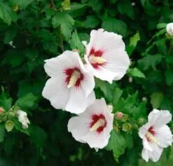 Garteneibisch Helen 40-60cm - Hibiscus