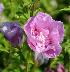 Garteneibisch Lavender Chiffon 60-80cm - Hibiscus