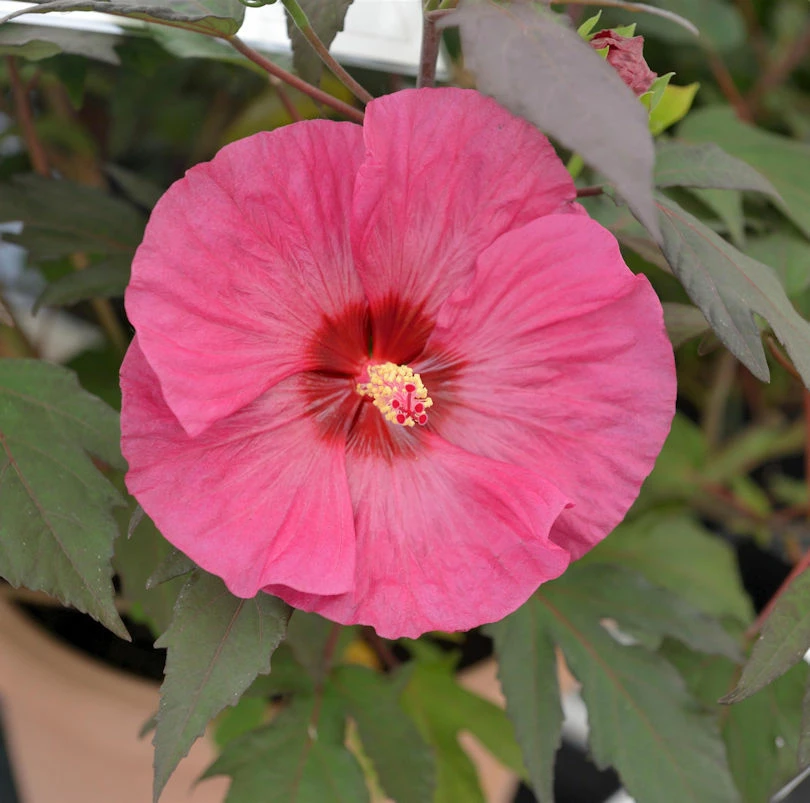 Staudeneibisch Summerific Berry Awesome 40-60cm - Hibiscus Moscheutos 3 Staudeneibisch Summerific Berry Awesome 40-60cm - Hibiscus Moscheutos