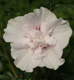 Garteneibisch China Chiffon 60-80cm - Hibiscus