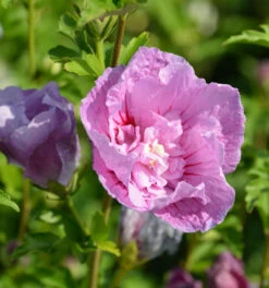Garteneibisch Flower Tower Purple 60-80cm - Hibiscus Syriacus