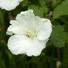 Garteneibisch Flower Tower White 40-60cm - Hibiscus Syriacus -NR-01 Verkäufe Hibiscus syriacus Flower Tower White 3