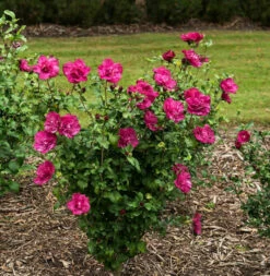 Garteneibisch Magenta Chiffon 100-125cm - Hibiscus