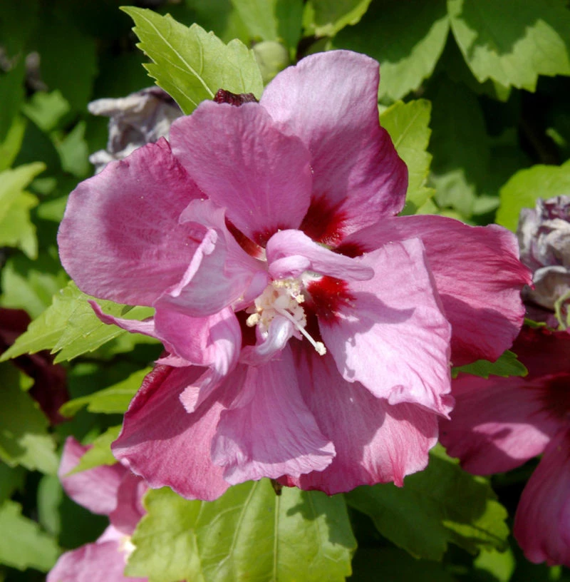 Rosen-Eibisch Pink Giant 60-80cm - Hibiscus Syriacus 3 Rosen-Eibisch Pink Giant 60-80cm - Hibiscus Syriacus