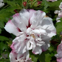 Garteneibisch Starburst Chiffon® 40-60cm - Hibiscus