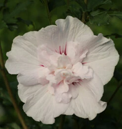 Garteneibisch Leopold 40-60cm - Hibiscus Syriacus