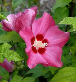 Rosen Eibisch Woodbridge 30-40cm - Hibiscus