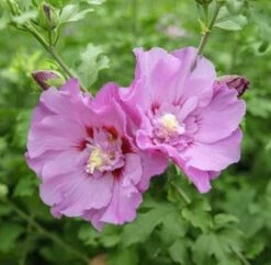 Garteneibisch Eruption 80-100cm - Hibiscus