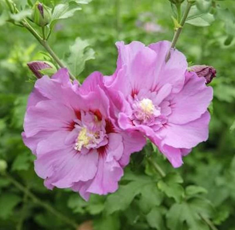 Garteneibisch Eruption 80-100cm - Hibiscus 3 Garteneibisch Eruption 80-100cm - Hibiscus