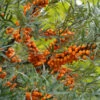 Weiblicher Sanddorn Leikora 100-125cm - Hippophae Rhamnoides -NR-01 Verkäufe Hippophae rhamnoides Leikora 1