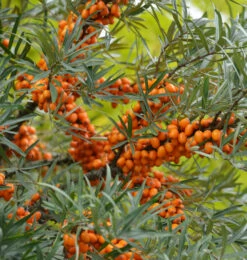 Weiblicher Sanddorn Leikora 60-80cm - Hippophae Rhamnoides