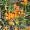 Weiblicher Sanddorn Orange Energy® 60-80cm - Hippophae Rhamnoides -NR-01 Verkäufe Hippophae rhamnoides OrangeEnergy