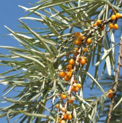 Sanddorn Weiblich 60-80cm - Hippophae Rhamnoides