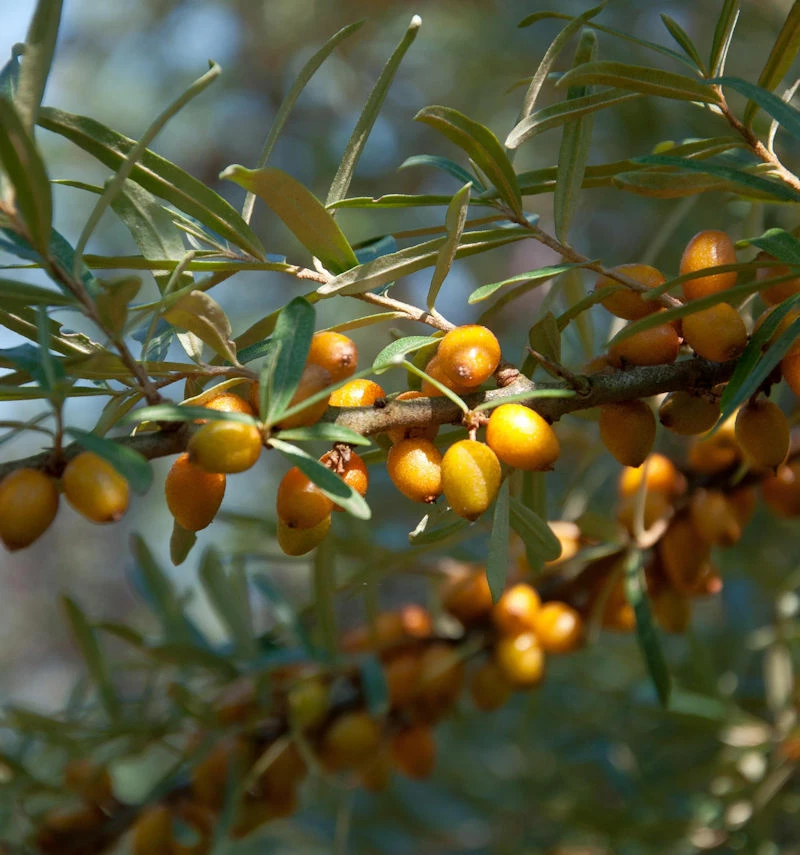 Sanddorn Männlich 60-80cm - Hippophae Rhamnoides 3 Sanddorn Männlich 60-80cm - Hippophae Rhamnoides