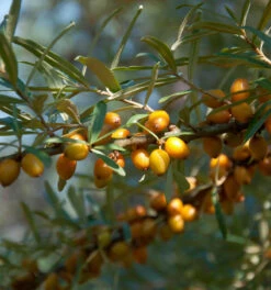 Sanddorn Männlich 100-125cm - Hippophae Rhamnoides