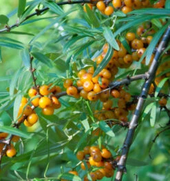 Sanddorn 60-80cm - Hippophae Rhamnoides