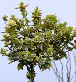 Hochstamm Goldbunte Kriechspindel 40-60cm - Euonymus Fortunei