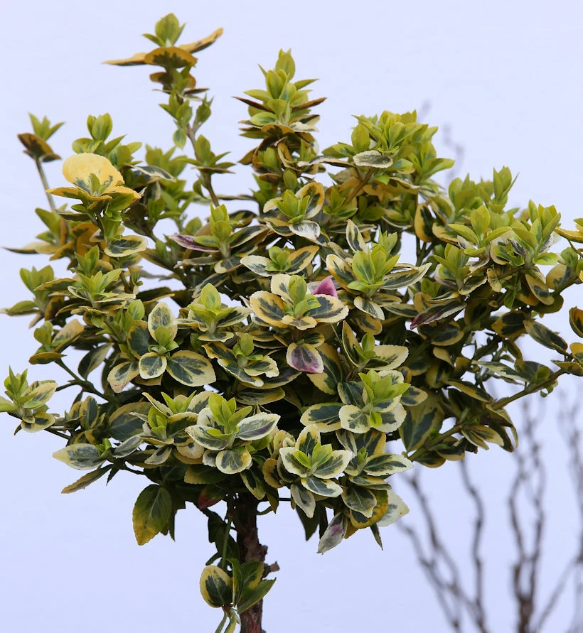 Hochstamm Goldbunte Kriechspindel 40-60cm - Euonymus Fortunei 3 Hochstamm Goldbunte Kriechspindel 40-60cm - Euonymus Fortunei