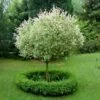 Hochstamm Zierweide Hakuro Nishiki 80-100cm - Salix Integra -NR-01 Verkäufe Hochstamm Salix integra Hakuro Nihiki BLWS033903 2