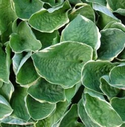 Grünblattfunkie Christmas Tree - Hosta Sieboldiana