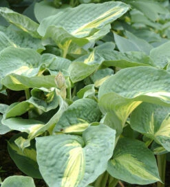 Funkie Great Expectation - Großer Topf - Hosta Cultorum