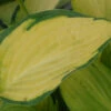 Funkie Pauls Glory - Hosta Cultorum 2 Funkie Pauls Glory - Hosta Cultorum -NR-01 Verkäufe Hosta cultorum Pauls Glory