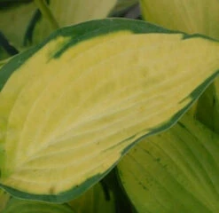 Funkie Pauls Glory - Hosta Cultorum