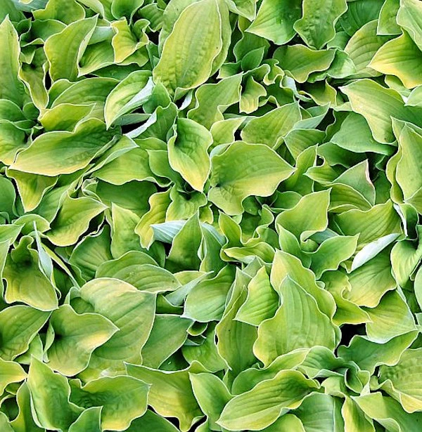 Grünblattfunkie August Moon - Hosta Sieboldiana 3 Grünblattfunkie August Moon - Hosta Sieboldiana