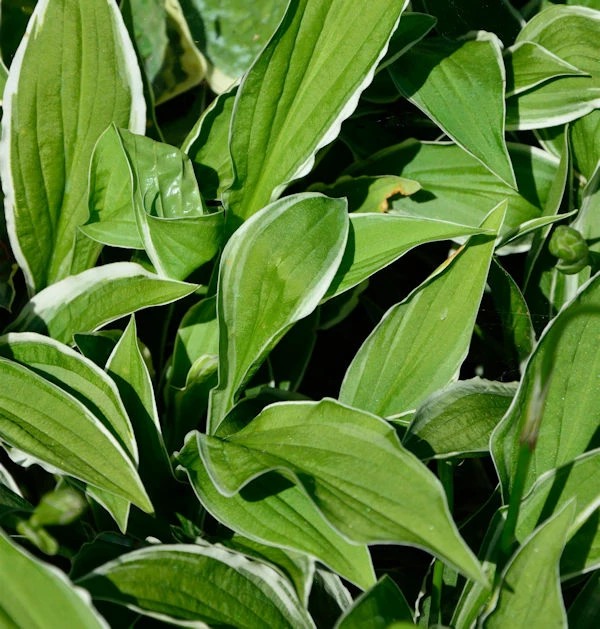 Schmalblattfunkie Ginko Craig - Hosta Sieboldii 3 Schmalblattfunkie Ginko Craig - Hosta Sieboldii