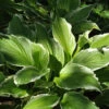 Schmalblattfunkie Albomarginata - Hosta Undulata 2 Schmalblattfunkie Albomarginata - Hosta Undulata -NR-01 Verkäufe Hosta undulataAlbomarginata