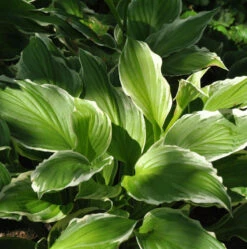 Schmalblattfunkie Albomarginata - Hosta Undulata