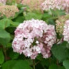 Ballhortensie Sweet Annabelle 40-60cm - Hydrangea Arborescens 1 Ballhortensie Sweet Annabelle 40-60cm - Hydrangea Arborescens -NR-01 Verkäufe Hydrangea Sweet Annabelle 1