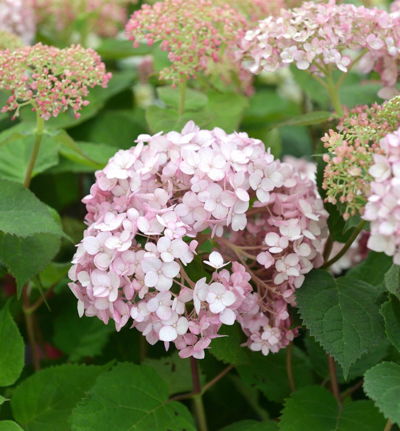 Ballhortensie Sweet Annabelle 40-60cm - Hydrangea Arborescens 3 Ballhortensie Sweet Annabelle 40-60cm - Hydrangea Arborescens