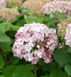 Ballhortensie Sweet Annabelle 30-40cm - Hydrangea Arborescens