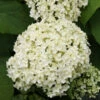 Ballhortensie Annabelle 60-80cm - Hydrangea Arborescens -NR-01 Verkäufe Hydrangea arborescens Annabelle 1