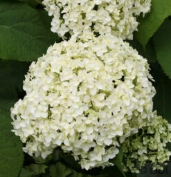 Ballhortensie Annabelle 60-80cm - Hydrangea Arborescens
