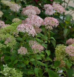 Ballhortensie Marshmellow 40-60cm - Hydrangea Arborescens