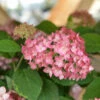 Ballhortensie Ruby Annabelle® 40-60cm - Hydrangea Arborescens 2 Ballhortensie Ruby Annabelle® 40-60cm - Hydrangea Arborescens -NR-01 Verkäufe Hydrangea arborescens Ruby Annabelle