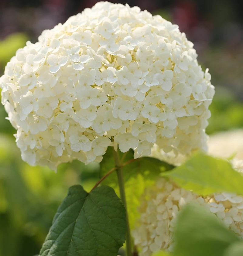 Ballhortensie Strong Annabelle 40-60cm - Hydrangea Arborescens 3 Ballhortensie Strong Annabelle 40-60cm - Hydrangea Arborescens