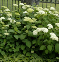 Ballhortensie Bounty 80-100cm - Hydrangea Arborescens