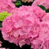 Bauernhortensie Bela Rosa® 40-60cm - Hydrangea Macrophylla -NR-01 Verkäufe Hydrangea macrophylla BelaRosa