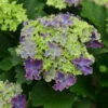 Bauernhortensie Curly Sparkle Blue Purple 30-40cm - Hydrangea Macrophylla -NR-01 Verkäufe Hydrangea macrophylla Curly Sparkle Blue Purple