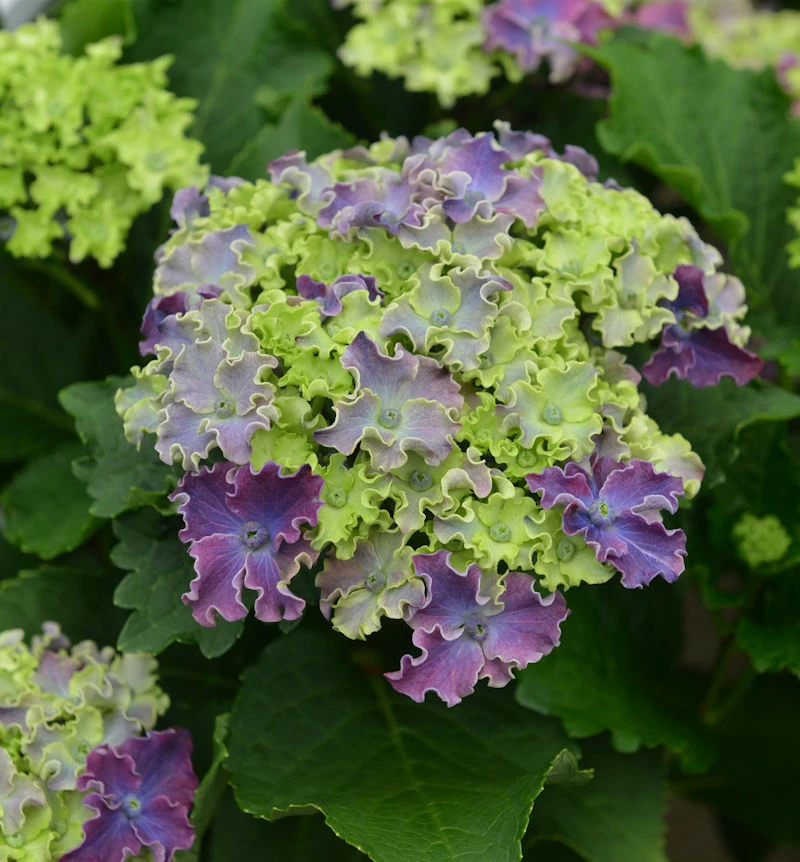 Bauernhortensie Curly Sparkle Blue Purple 30-40cm - Hydrangea Macrophylla 3 Bauernhortensie Curly Sparkle Blue Purple 30-40cm - Hydrangea Macrophylla