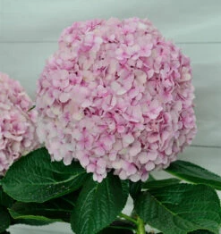 Ballhortensie Dolly Buster 40-60cm - Hydrangea Macrophylla