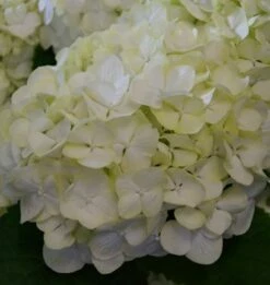 Bauernhortensie Everbloom White Wonder® 30-40cm - Hydrangea Macrophylla