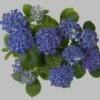 Bauernhortensie Hopcorn® 30-40cm - Hydrangea Macrophylla 1 Bauernhortensie Hopcorn® 30-40cm - Hydrangea Macrophylla -NR-01 Verkäufe Hydrangea macrophylla Hopcorn