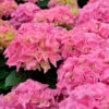 Bauernhortensie Jip Rosa® 30-40cm - Hydrangea Macrophylla -NR-01 Verkäufe Hydrangea macrophylla Jip Rosa